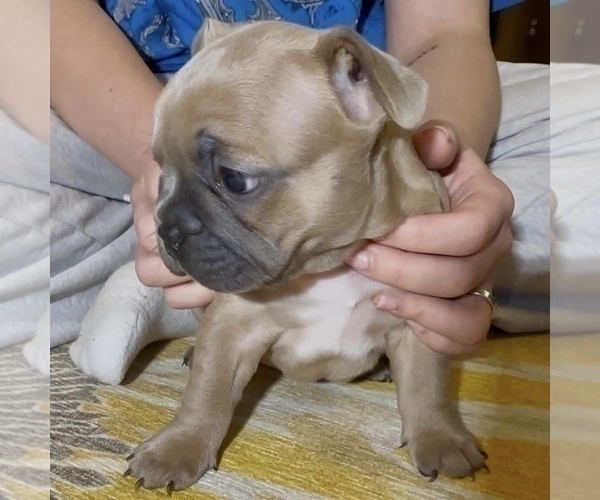 Medium Photo #8 French Bulldog Puppy For Sale in WEXFORD, PA, USA