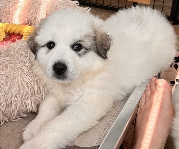 Medium Photo #13 Great Pyrenees Puppy For Sale in MOUNT AIRY, NC, USA