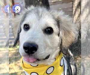 Great Pyrenees Dogs for adoption in Spring, TX, USA