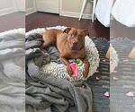 Small #10 American Pit Bull Terrier-Staffordshire Bull Terrier Mix