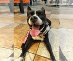 Small Photo #9 Boston Huahua Puppy For Sale in Sanford, FL, USA