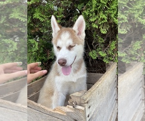 Siberian Husky Puppy for sale in MIDDLEBURY, IN, USA