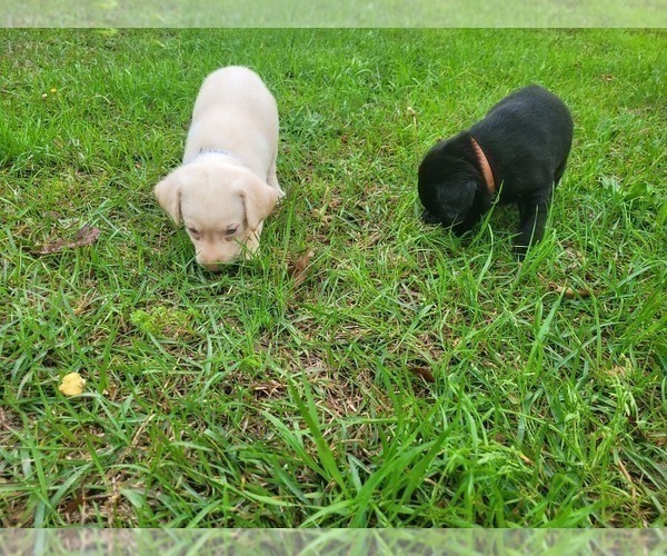 Medium Photo #18 Labrador Retriever Puppy For Sale in BONAIRE, GA, USA