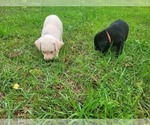 Small Photo #18 Labrador Retriever Puppy For Sale in BONAIRE, GA, USA