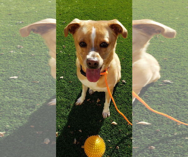 Medium Photo #2 Basenji-Unknown Mix Puppy For Sale in Anchorage, AK, USA