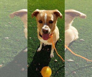 Bella - Female Basenji-Unknown Mix Dog for Adoption - Photo #2