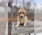 Small Photo #3 Poodle (Miniature) Puppy For Sale in SCOTTSVILLE, VA, USA