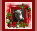 Small Photo #12 Pembroke Welsh Corgi Puppy For Sale in LOVELAND, CO, USA