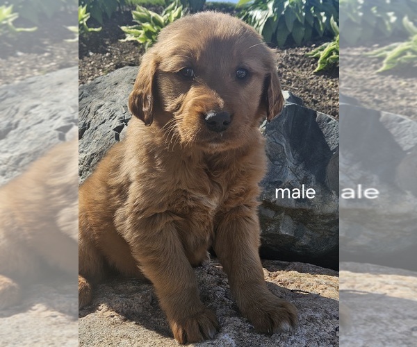 Medium Photo #1 Golden Retriever Puppy For Sale in NILES, MI, USA