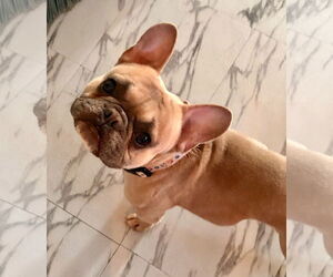 French Bulldog Dogs for adoption in St. Louis Park, MN, USA