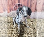 Small #9 Catahoula Leopard Dog