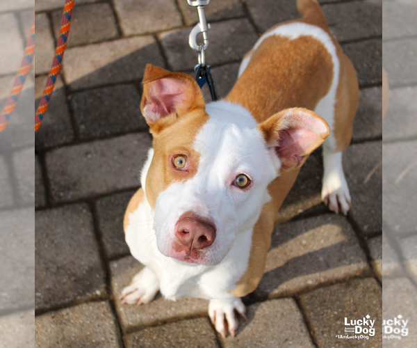 Medium Photo #3 Basset Hound-Unknown Mix Puppy For Sale in Washington, DC, USA