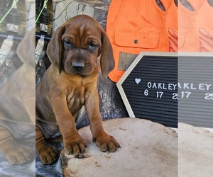Medium Redbone Coonhound