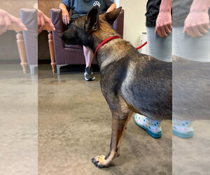 German Shepherd Dog-Unknown Mix Dogs for adoption in Imlay City, MI, USA