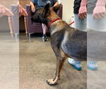 Thorne - Located in Georgia - Male German Shepherd Dog-Unknown Mix Dog for Adoption - Small photo