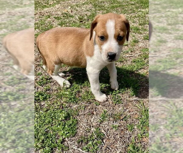 Medium Photo #1 American Staffordshire Terrier-Labrador Retriever Mix Puppy For Sale in Brewster, NY, USA