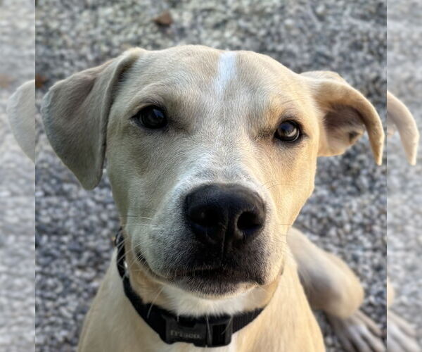 Medium Photo #2 Pointer-Unknown Mix Puppy For Sale in Jefferson, WI, USA