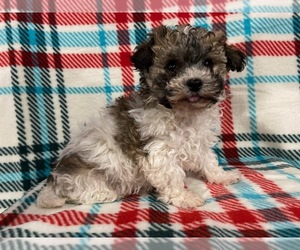 Zuchon Puppy for sale in CASSTOWN, OH, USA