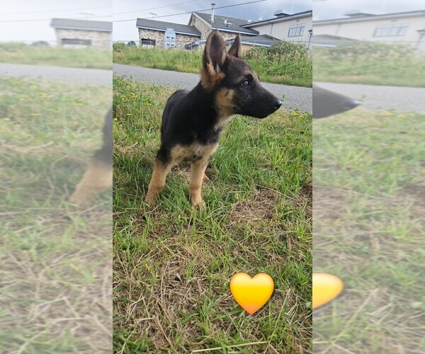 Medium Photo #10 German Shepherd Dog Puppy For Sale in MONROE, WA, USA
