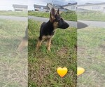 Small #9 German Shepherd Dog