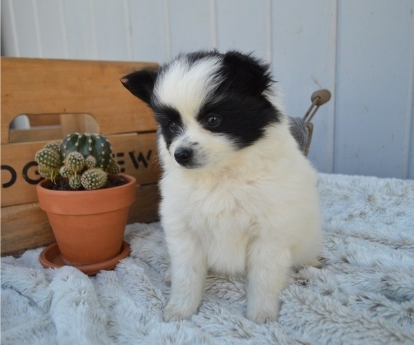 Medium Photo #6 Pomimo Puppy For Sale in HONEY BROOK, PA, USA
