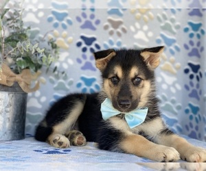 German Shepherd Dog-Siberian Husky Mix Puppy for sale in LANCASTER, PA, USA