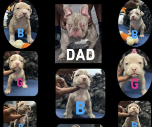 Bullypit Puppy for sale in HOLLYWOOD, FL, USA