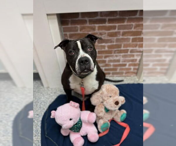 Medium Photo #24 American Staffordshire Terrier-Unknown Mix Puppy For Sale in Sayreville, NJ, NJ, USA