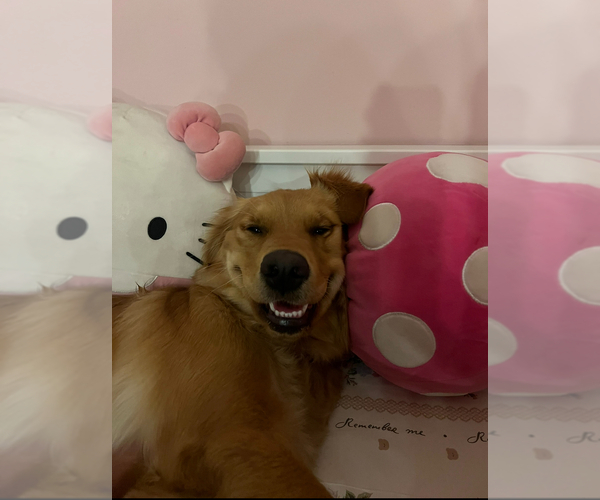 Medium Photo #1 Black Mouth Cur-English Cream Golden Retriever Mix Puppy For Sale in PROVIDENCE, RI, USA