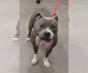 Mutt Dogs for adoption in Forestville, MD, USA