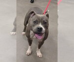 Small Mutt