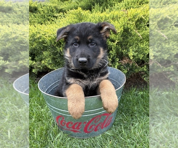 Medium Photo #4 German Shepherd Dog Puppy For Sale in MIDDLEBURY, IN, USA