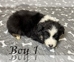 Small Photo #10 Miniature Australian Shepherd Puppy For Sale in SALISBURY, NC, USA
