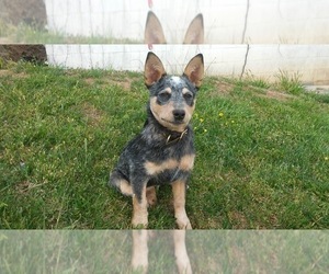Mother of the Australian Cattle Dog puppies born on 07/17/2025