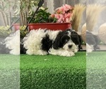 Small #5 Cavachon