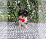 Small #2 Yorkshire Terrier