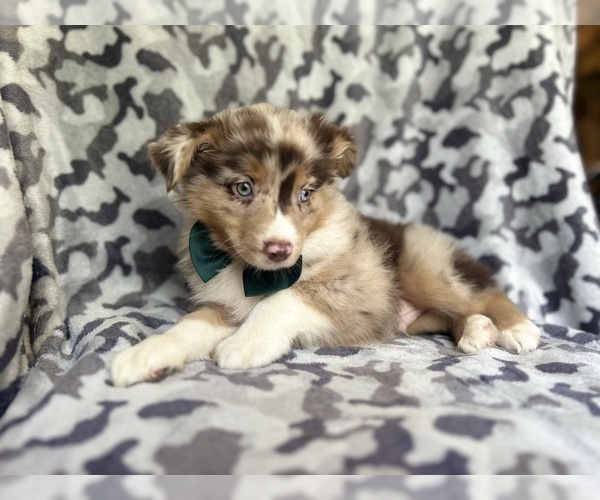 Medium Photo #4 Miniature Australian Shepherd Puppy For Sale in LAKELAND, FL, USA