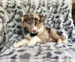 Small #3 Miniature Australian Shepherd
