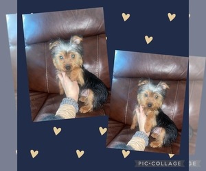 Yorkshire Terrier Puppy for sale in LOWELL, MA, USA