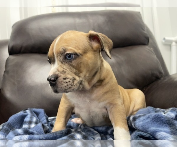 Medium Photo #75 American Bully Puppy For Sale in REESEVILLE, WI, USA