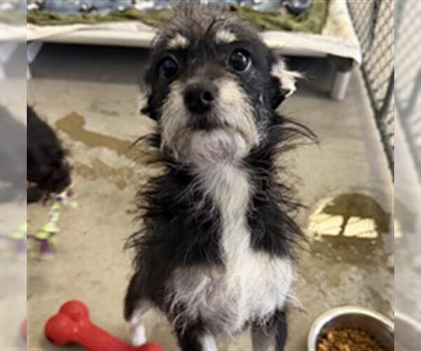Medium Photo #1 Mutt Puppy For Sale in Redlands, CA, USA