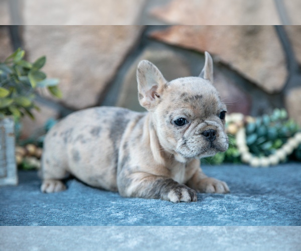 Medium Photo #4 French Bulldog Puppy For Sale in MILLERSBURG, OH, USA