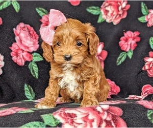 Cock-A-Poo Puppy for sale in KIRKWOOD, PA, USA