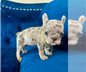 French Bulldog Puppy for sale in NEWPORT BEACH, CA, USA