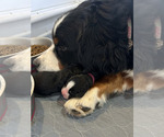 Small Photo #28 Bernese Mountain Dog Puppy For Sale in ENOCH, UT, USA