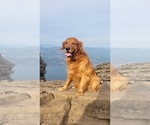 Small Photo #1 Golden Retriever Puppy For Sale in VANCOUVER, WA, USA