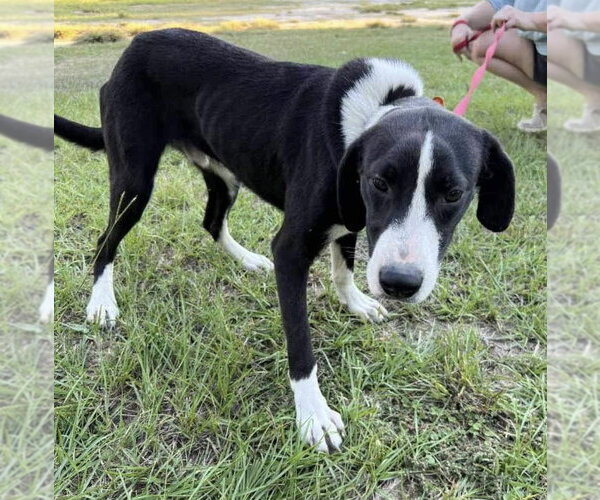 Medium Photo #1 Mutt Puppy For Sale in Ridgefield, CT, USA