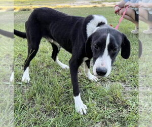 Mutt Dogs for adoption in Ridgefield, CT, USA