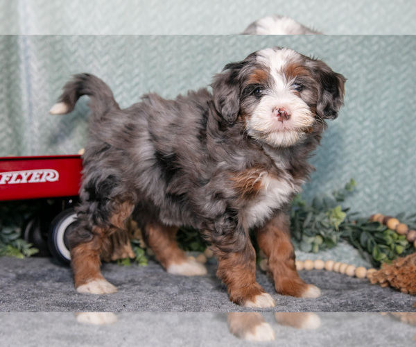 Medium Photo #21 Bernedoodle (Miniature) Puppy For Sale in APPLE CREEK, OH, USA