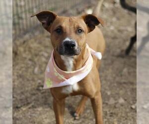 American Staffordshire Terrier-Unknown Mix Dogs for adoption in San Antonio, TX, USA